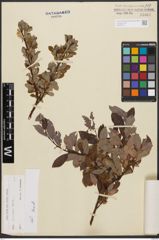 Salix bicolor Ehrh. ex Willd.